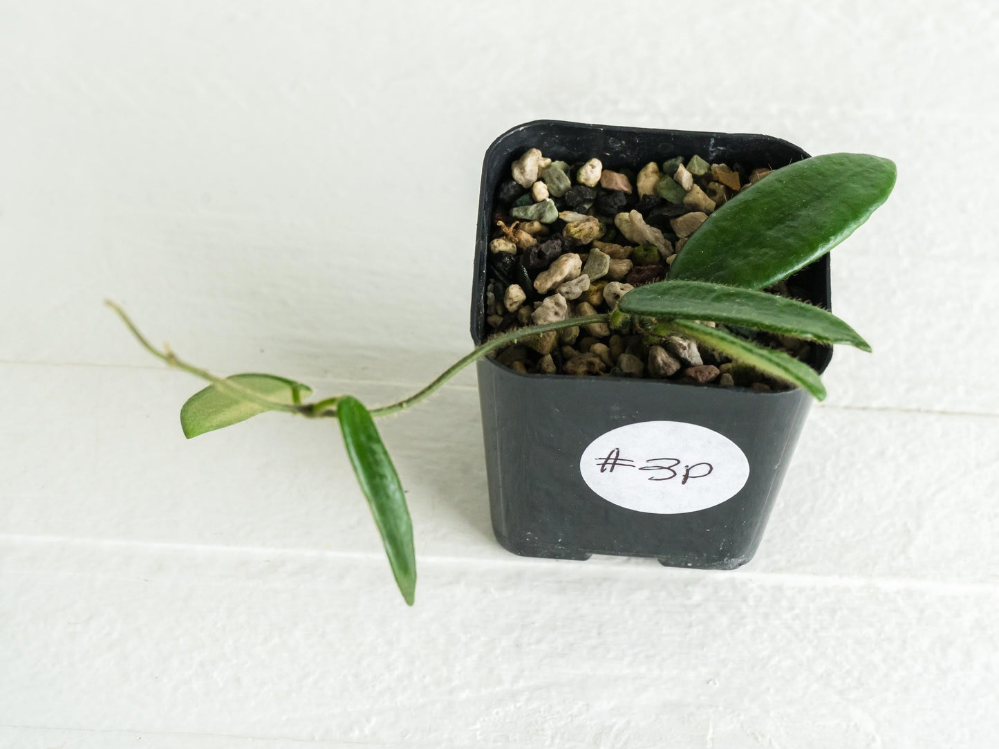 Hoya lyi | 2-Inch