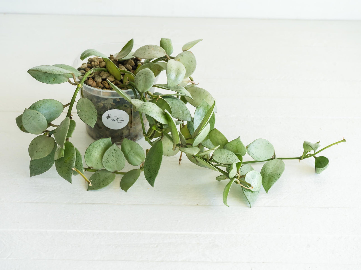 Hoya lacunosa 'Silver Mint Coin' | 3-Inch