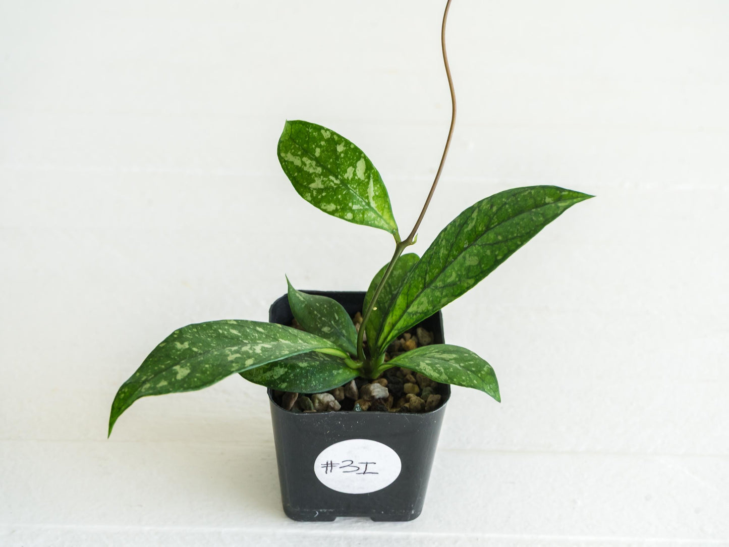 Hoya crassipetiolata (Splash) | 2-Inch
