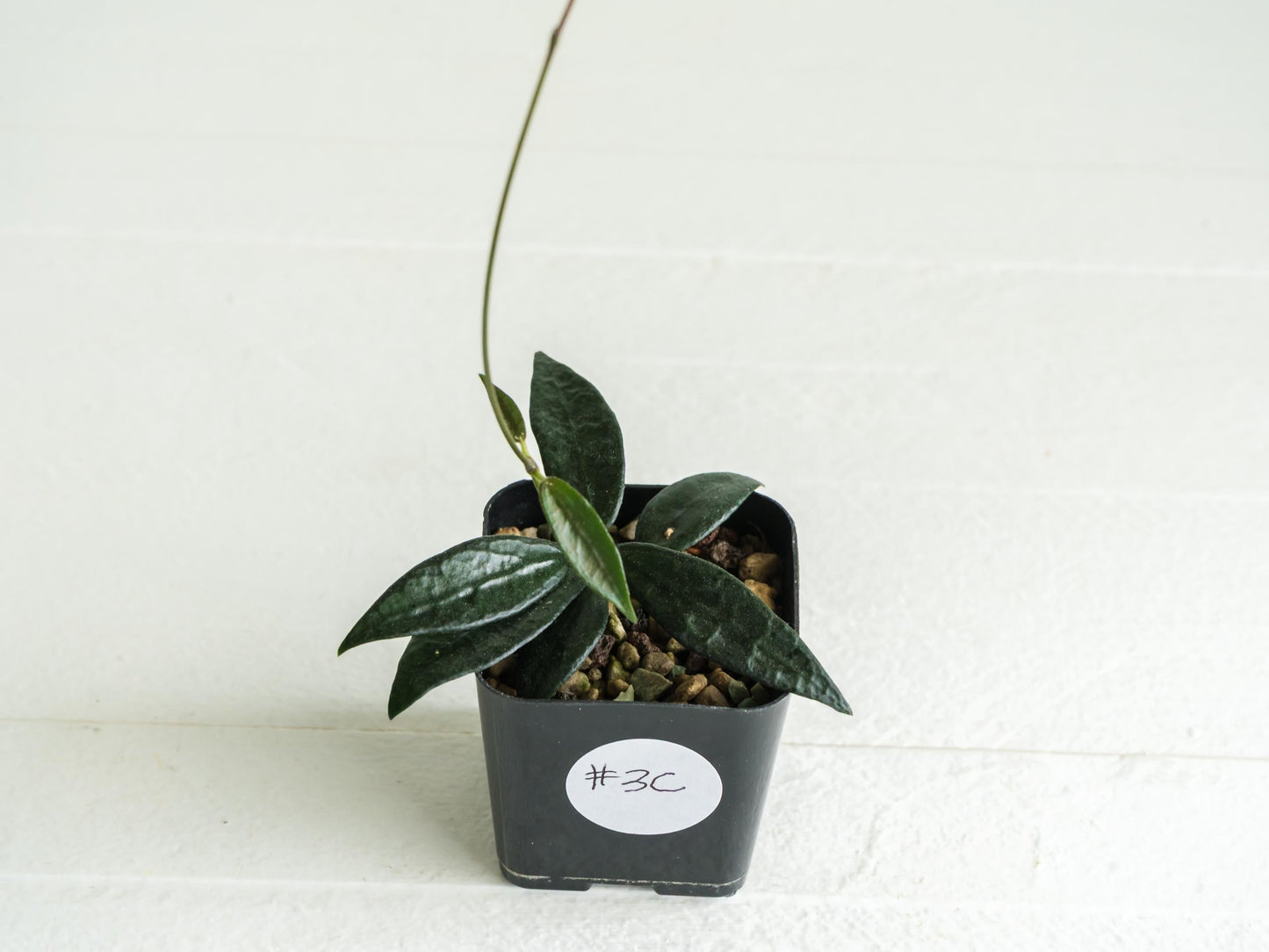 Dischidia GPS-88 | 2-Inch FKA as a Hoya