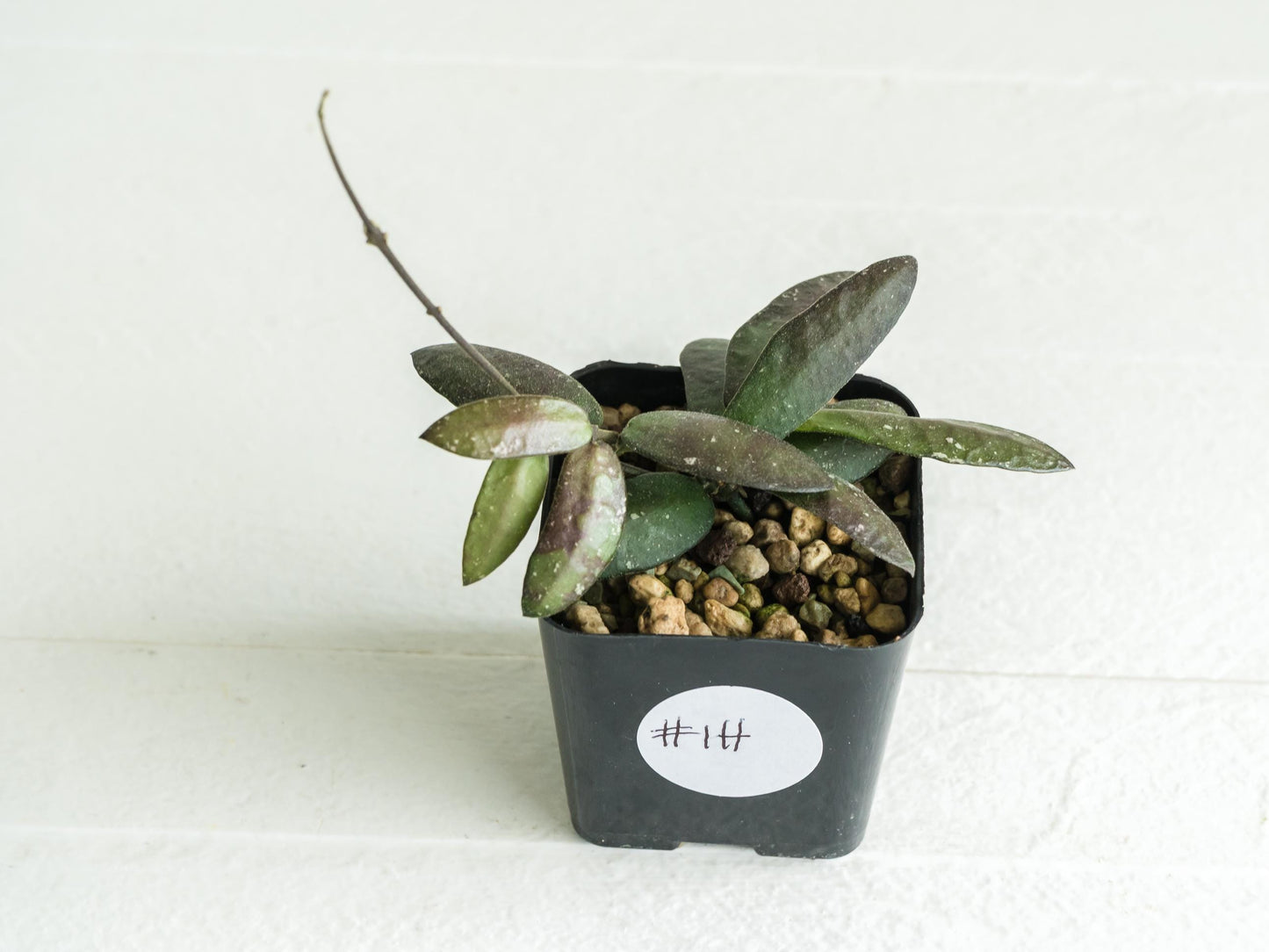 Hoya sigillatis 'Alas River' | 2-Inch