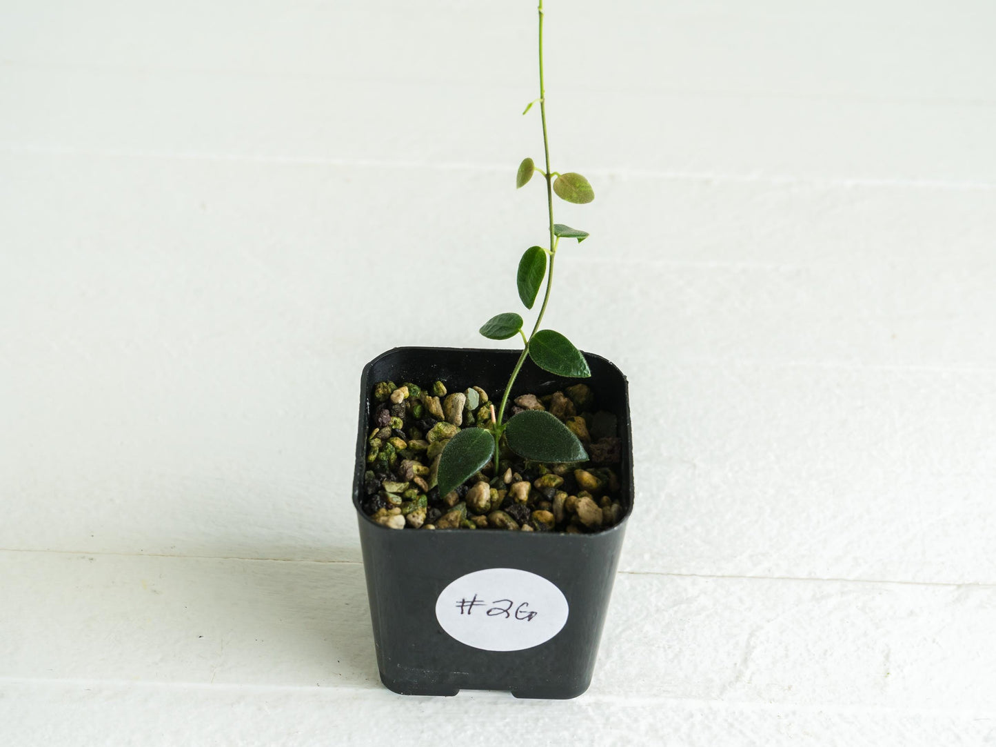 Hoya pulleana IM-02 | 2-Inch