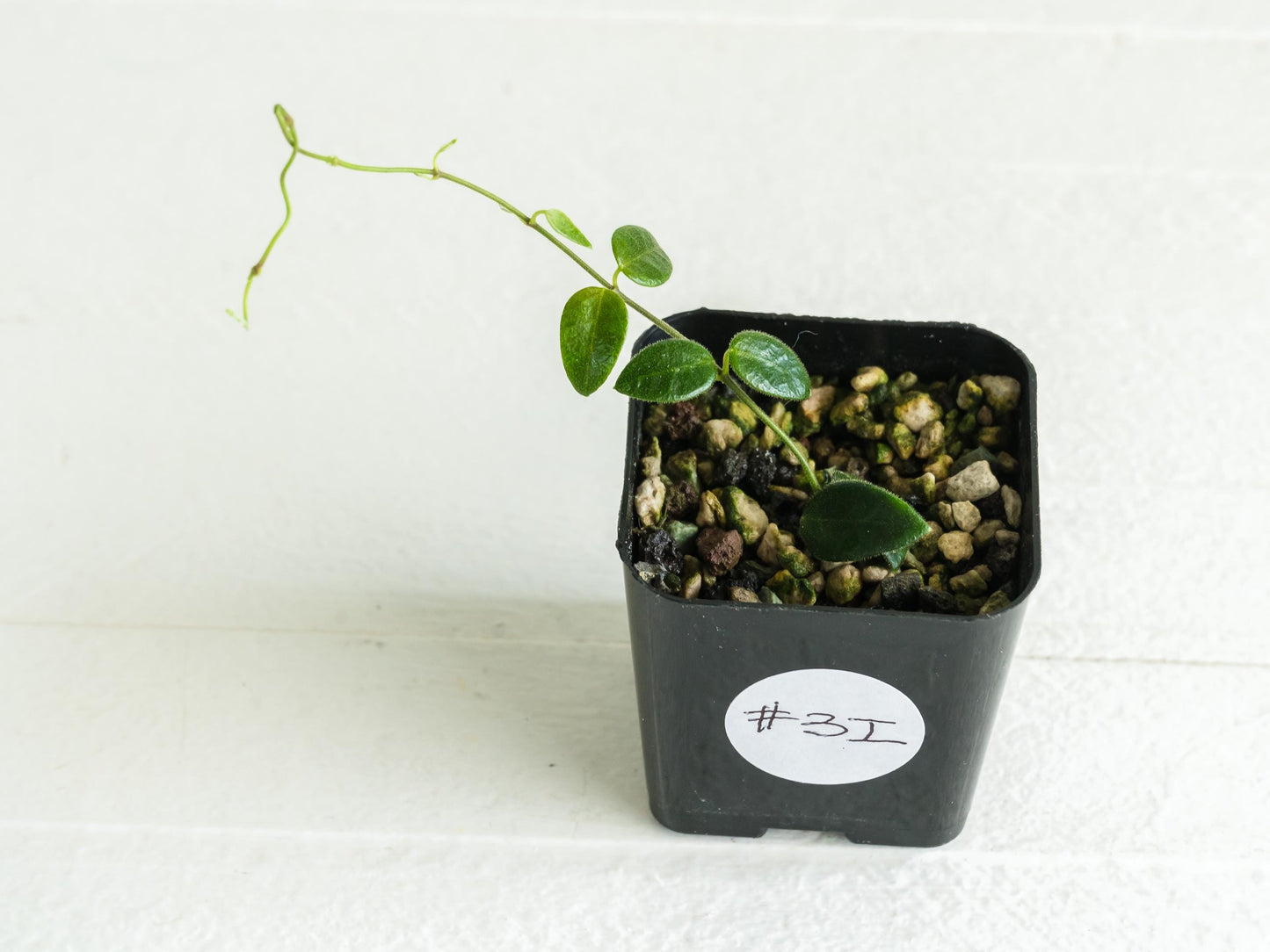 Hoya pulleana IM-02 | 2-Inch