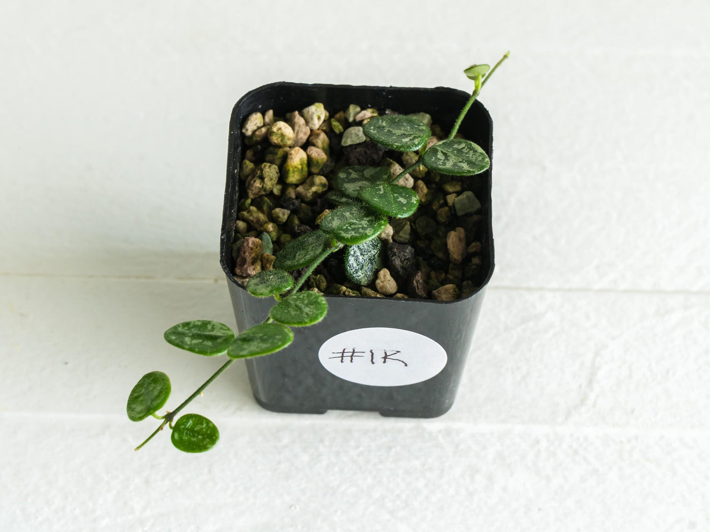 Hoya serpens (Splash) | 2-Inch