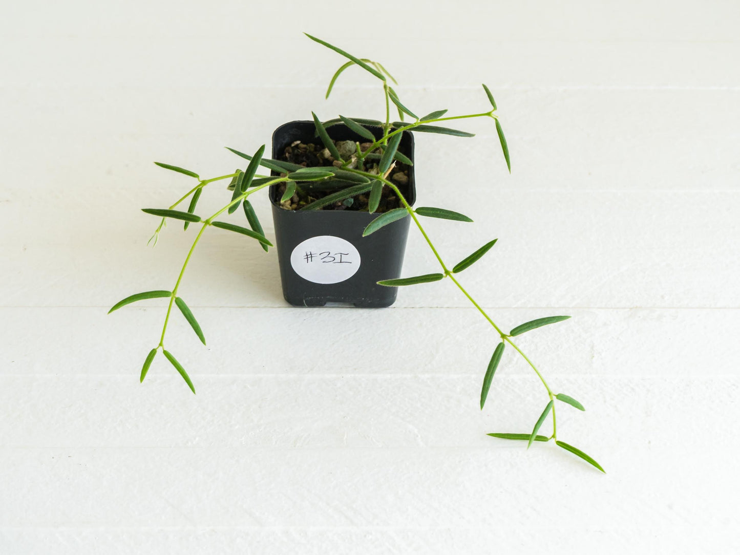 Hoya linearis | 2-Inch
