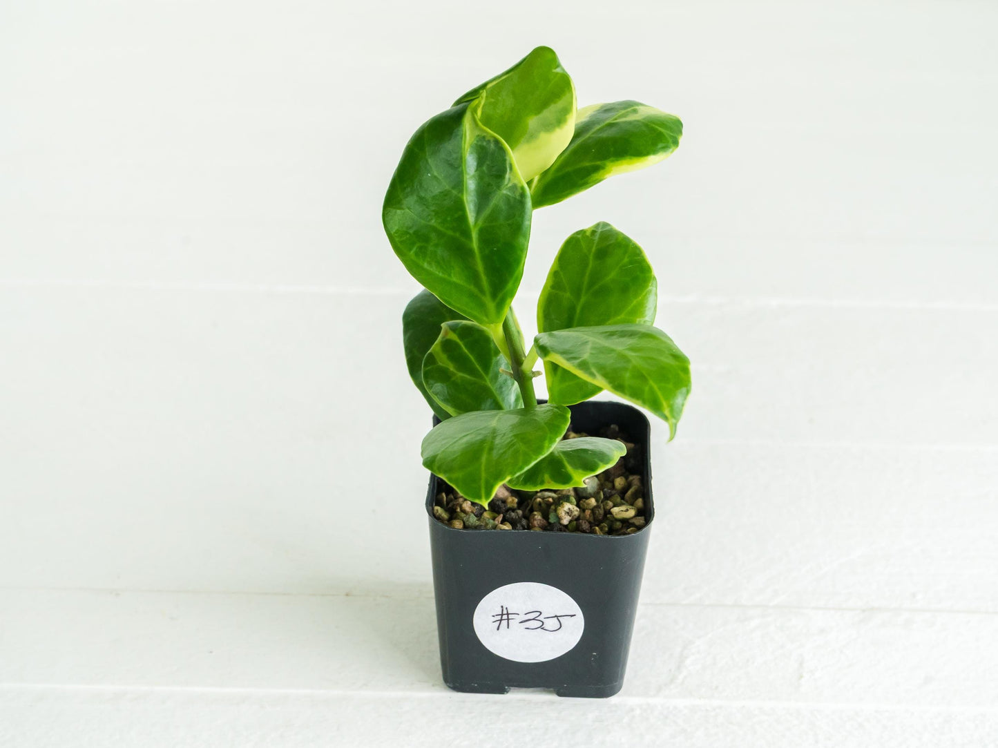 Hoya obscura (Albo | Outer Variegated) | 2-Inch