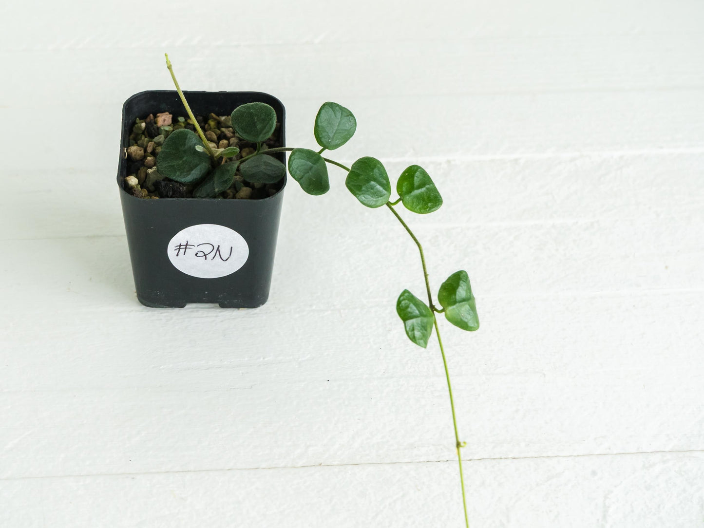 Hoya obcordata | 2-Inch