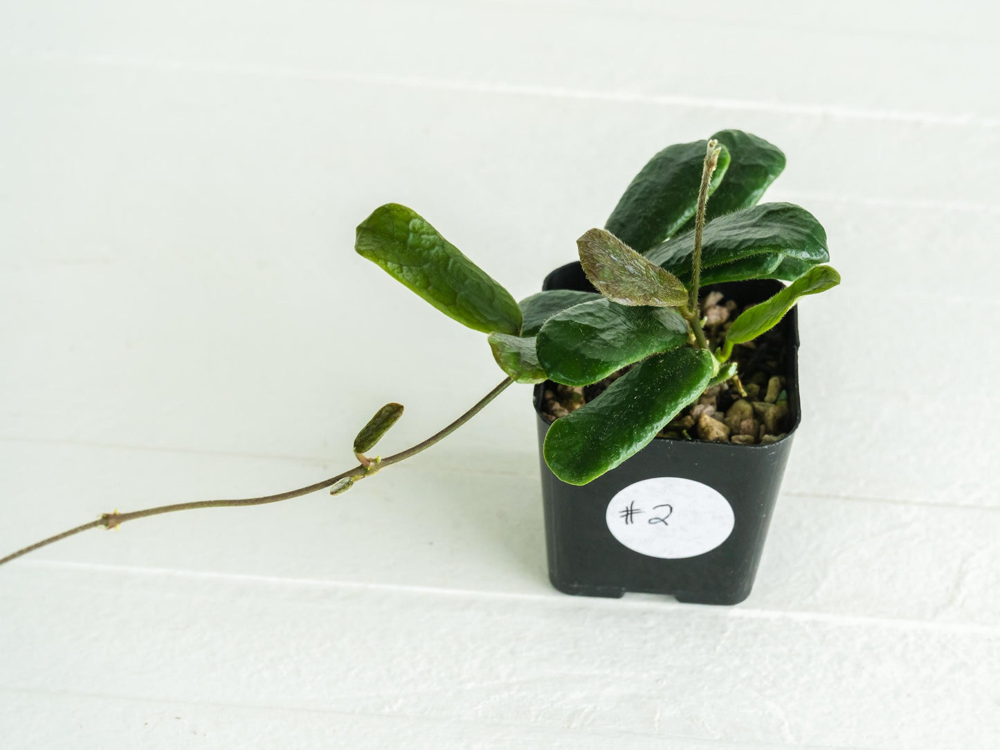 Hoya rotundiflora | 2-Inch