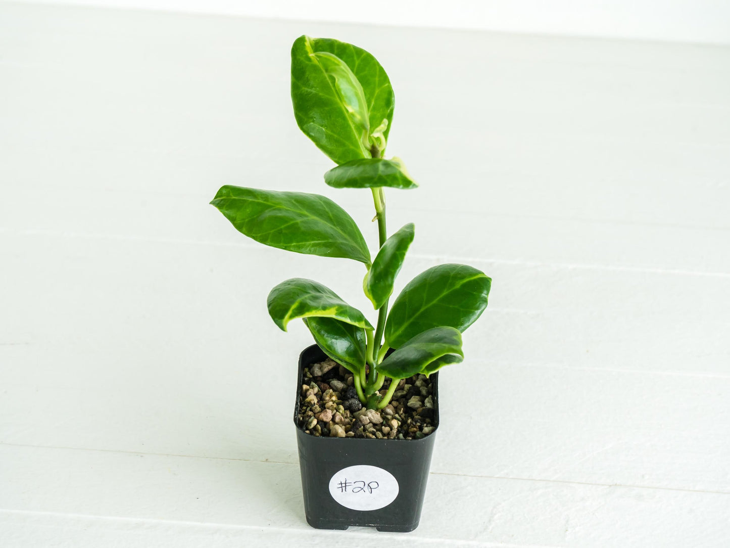 Hoya obscura (Albo | Outer Variegated) | 2-Inch