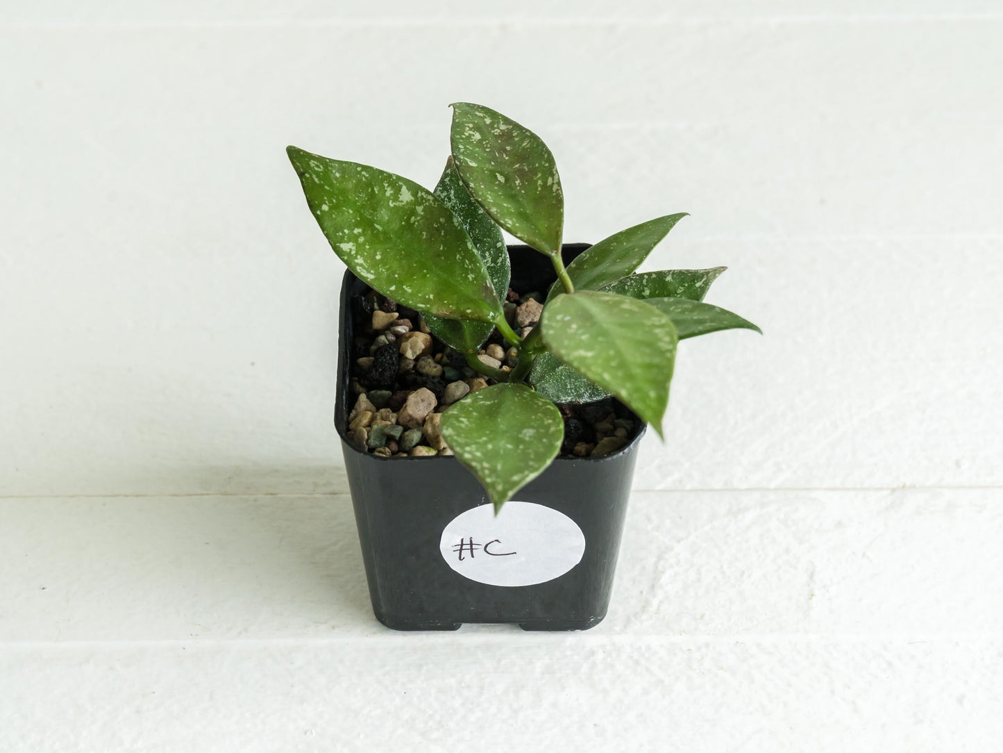 Hoya nabawanensis (Splash) | 2-Inch