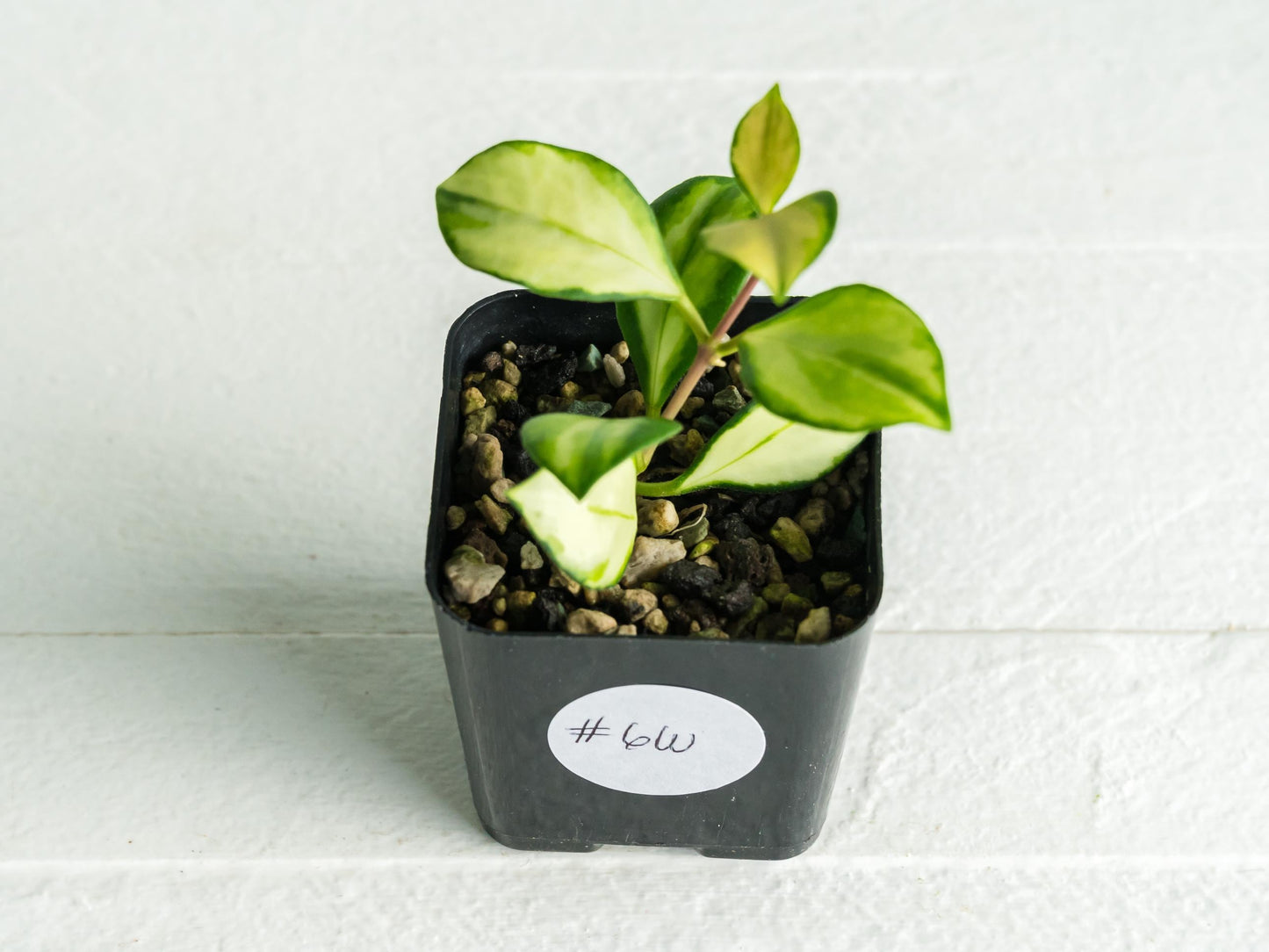 Hoya heuschkeliana (Inner Variegated)| 2-Inch