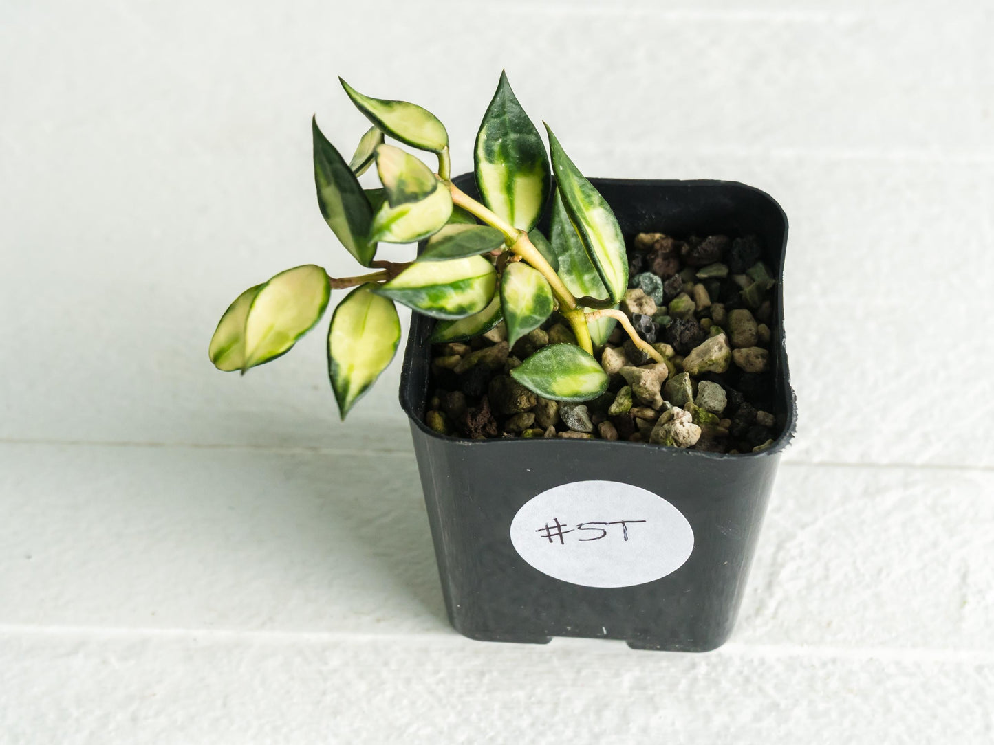Hoya lacunosa (Inner Variegated) | 2-Inch