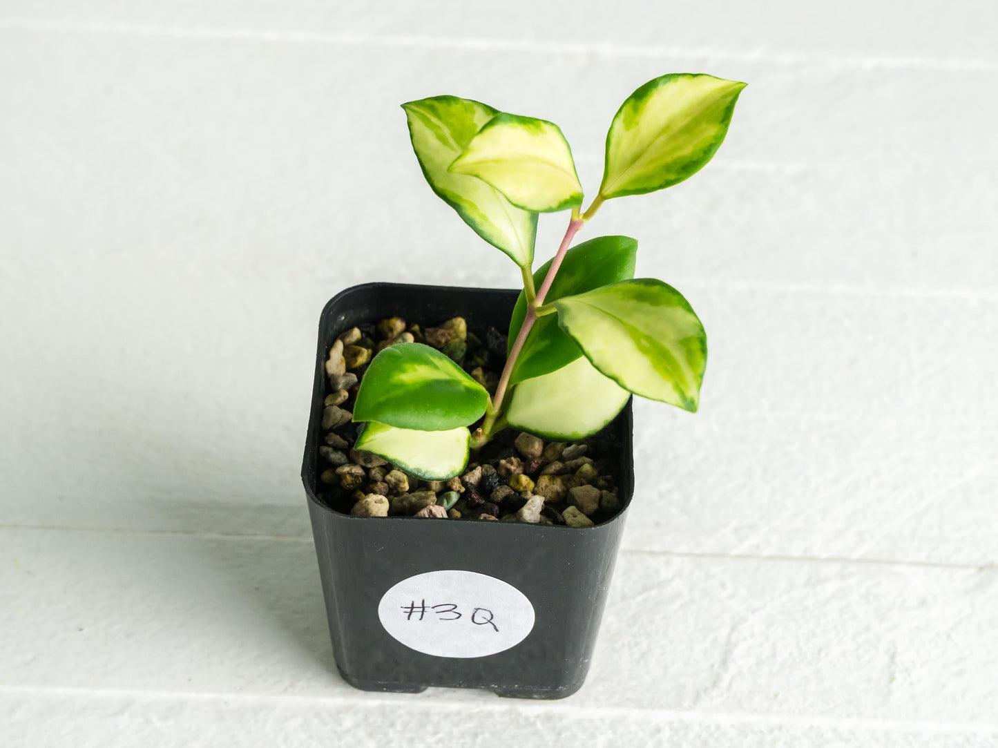 Hoya heuschkeliana (Inner Variegated)| 2-Inch