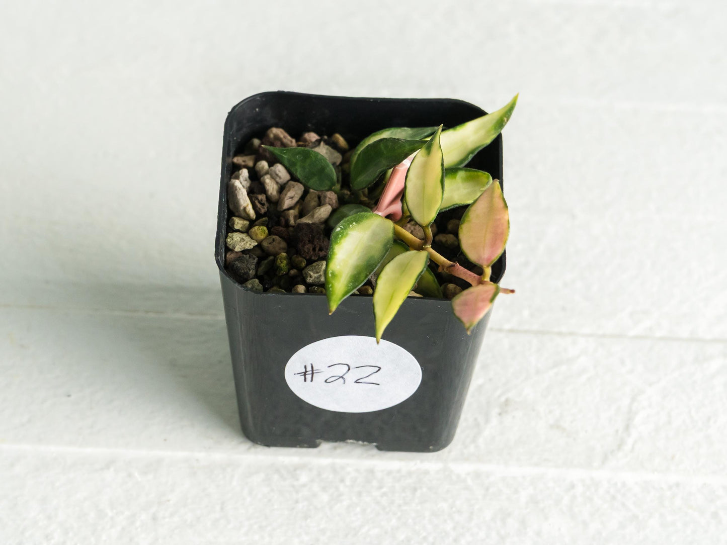 Hoya lacunosa (Inner Variegated) | 2-Inch