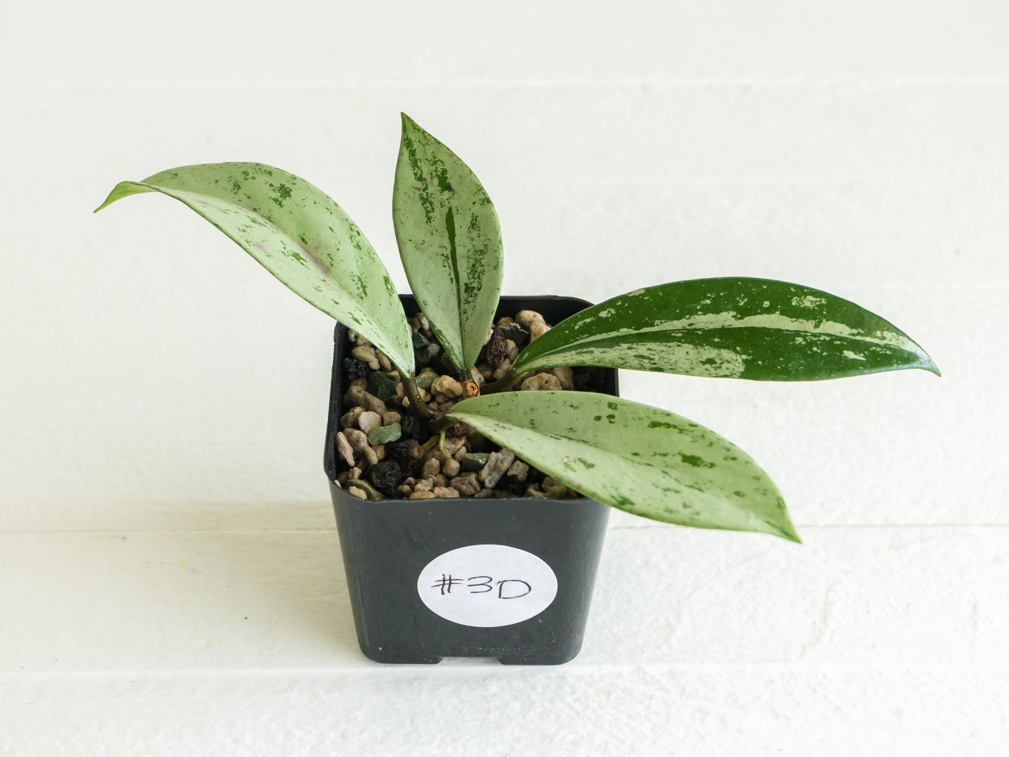 Hoya pubicalyx 'Pink Silver Ghost' | 2-Inch