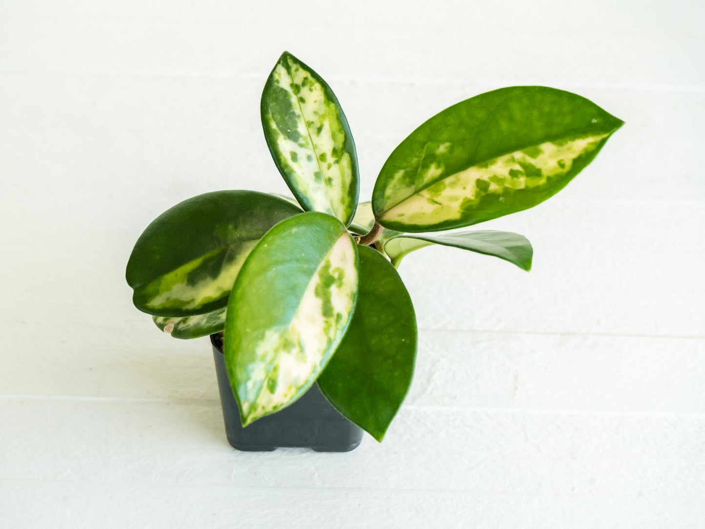 Hoya carnosa 'Madara Green Edge' | 2-Inch