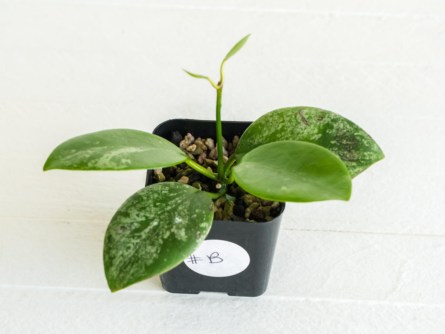 Hoya diptera (Splash) | 2-Inch
