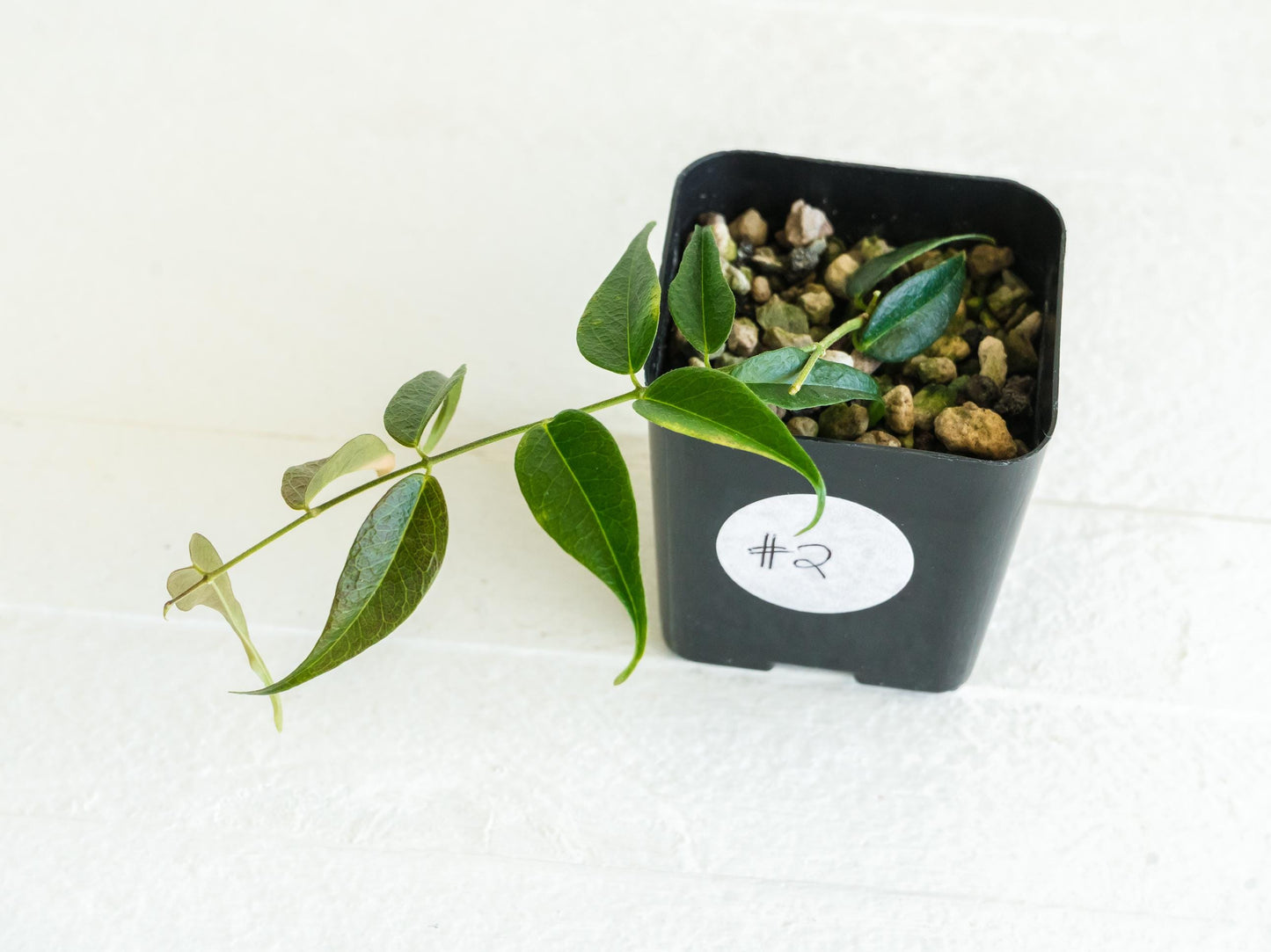 Hoya leucantha | 2-Inch