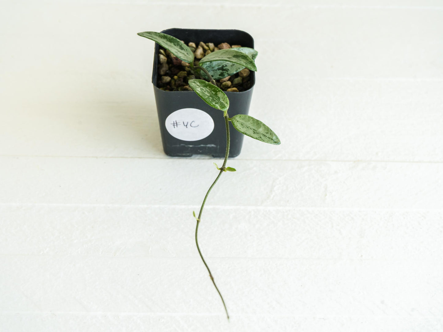 Hoya lima (Silver) | 2-Inch
