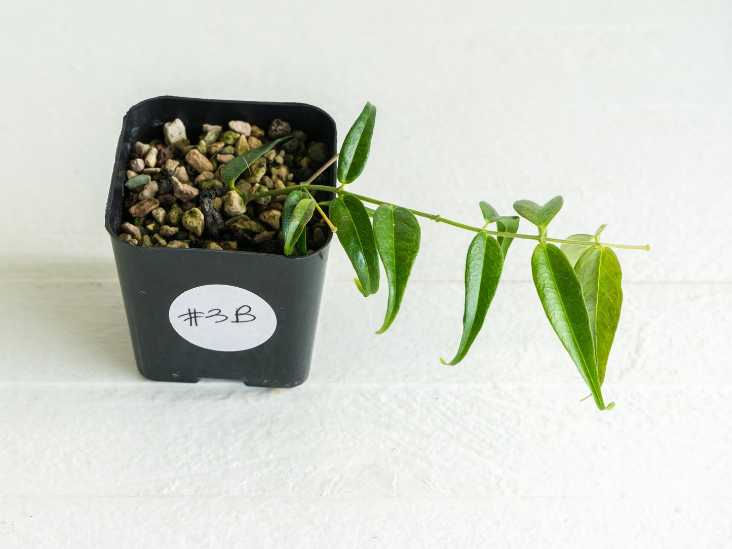 Hoya leucantha | 2-Inch
