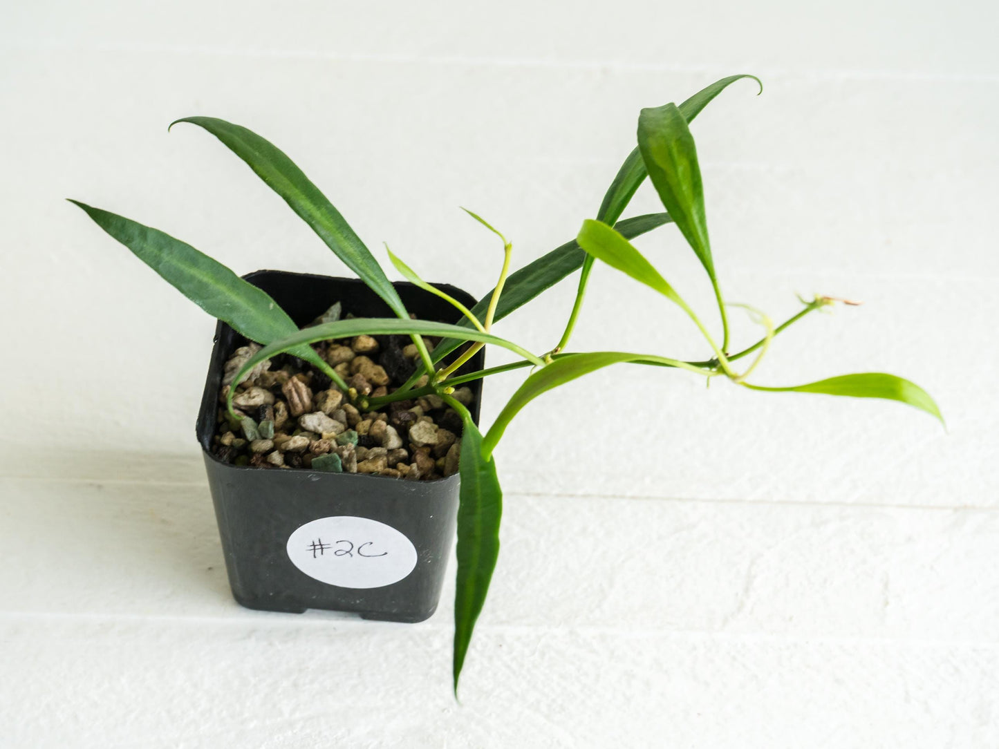 Hoya tsangii (Inner Variegated) | 2-Inch