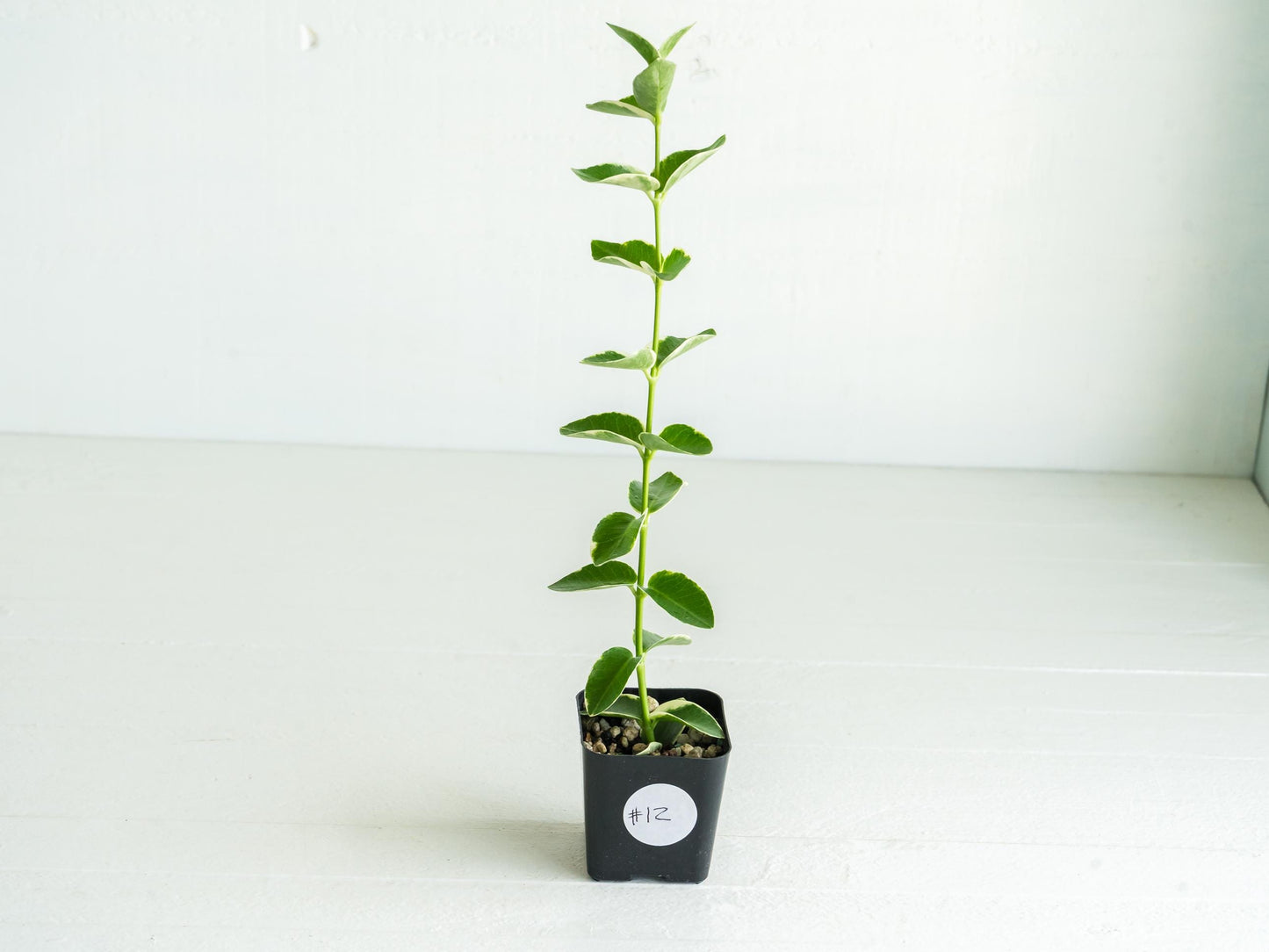 Hoya cumingiana (Albo | Outer Variegated) | 2-Inch
