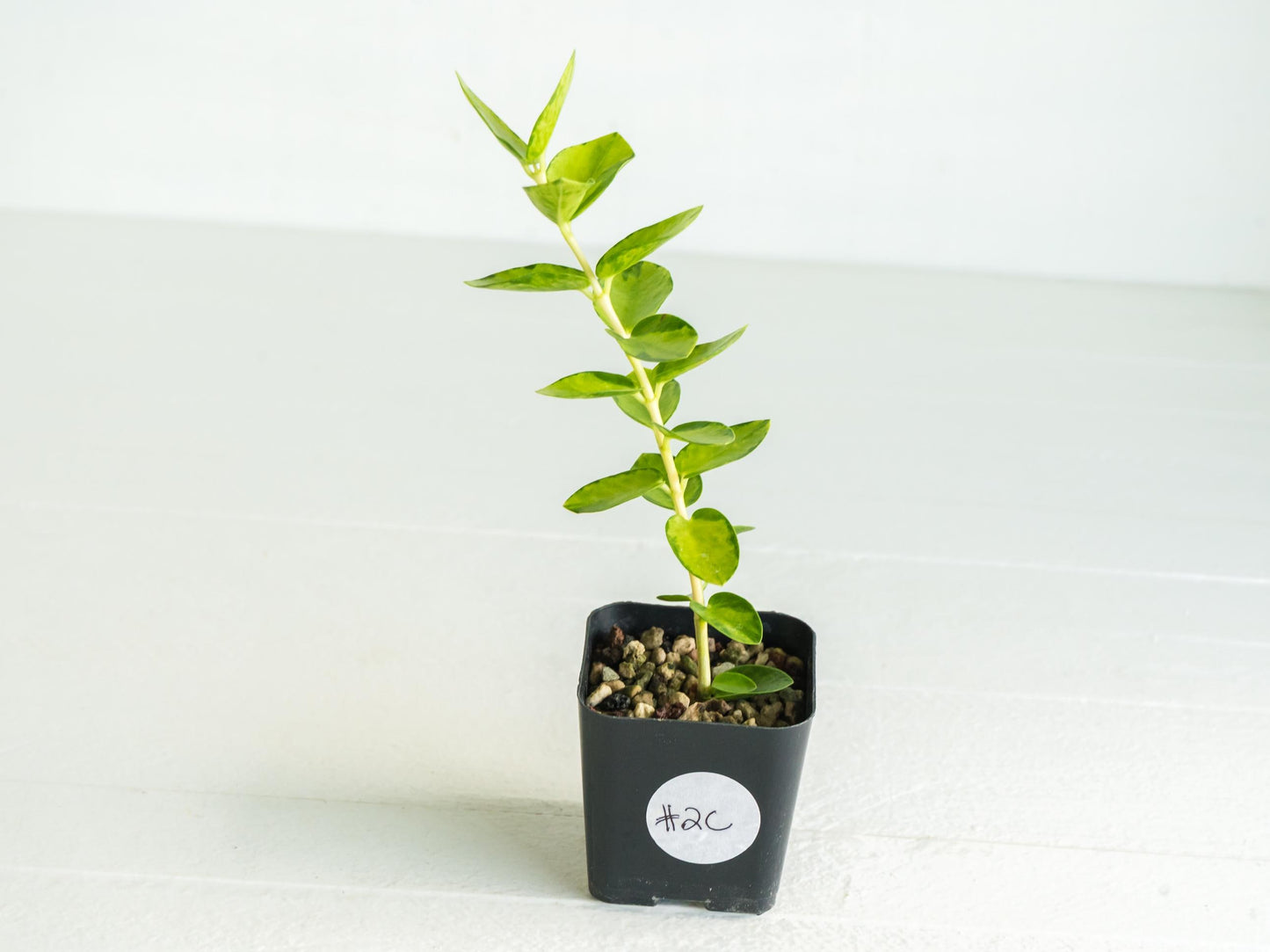 Hoya cumingiana (Inner Variegated) | 2-Inch