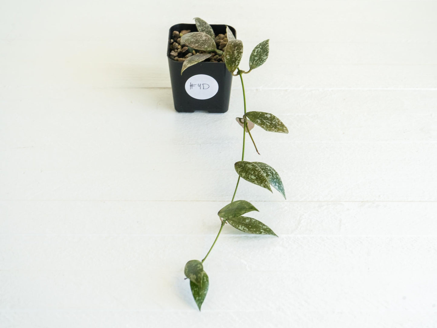 Hoya lacunosa 'Laos Full Splash' | 2-Inch
