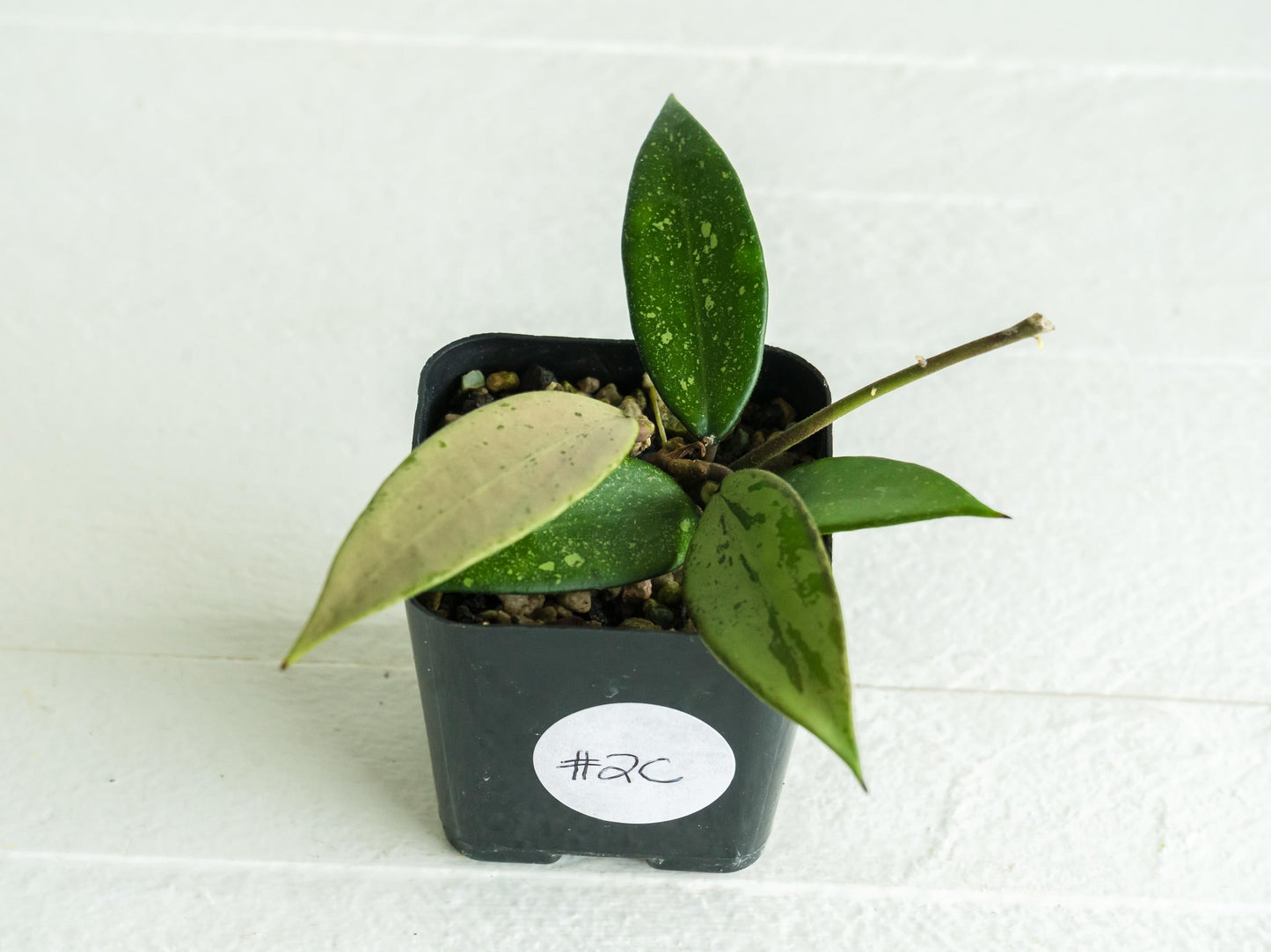 Hoya 'Snow Cui' (Silver) | 2-Inch