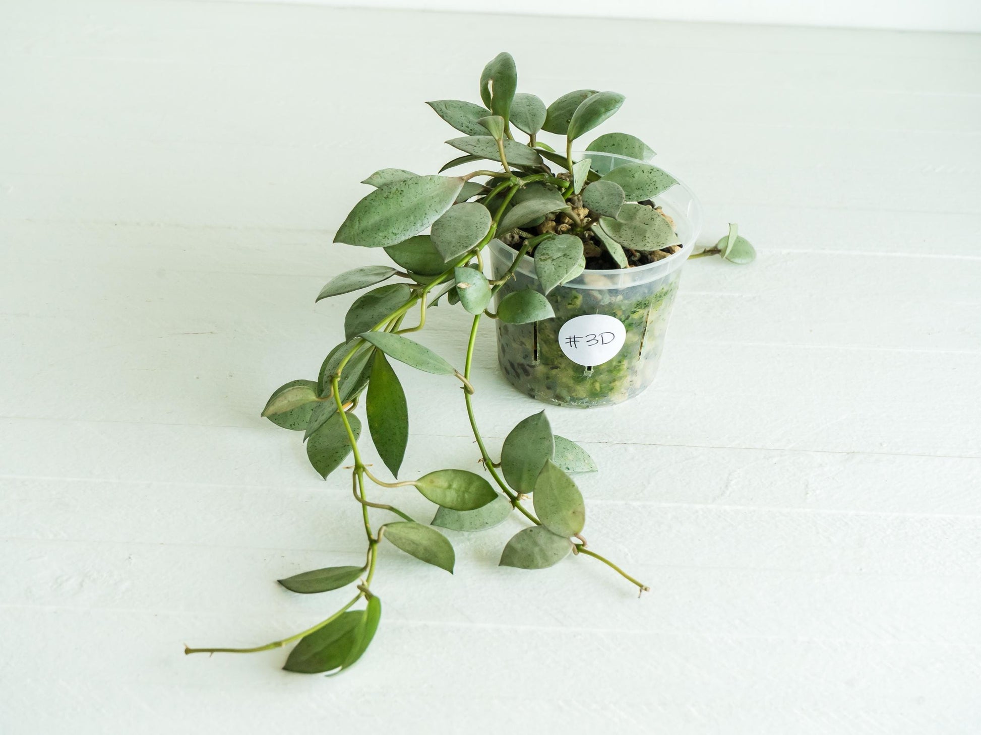 Hoya lacunosa 'Silver Mint Coin' | 3-Inch