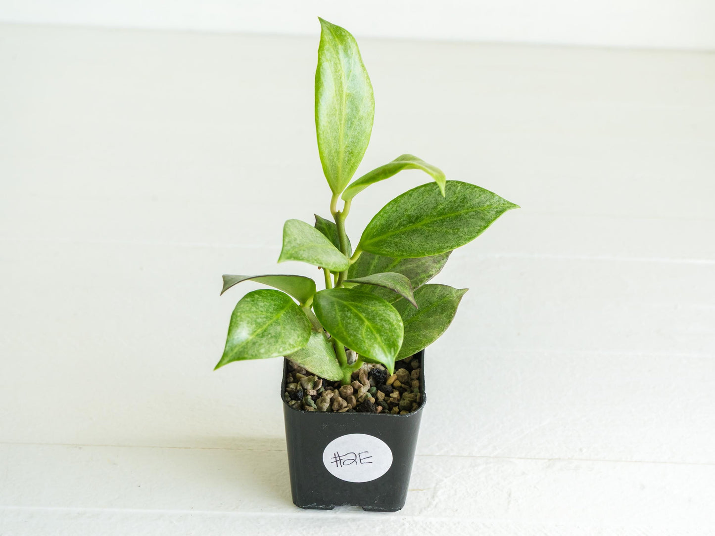 Hoya obscura (Silver) | 2-Inch