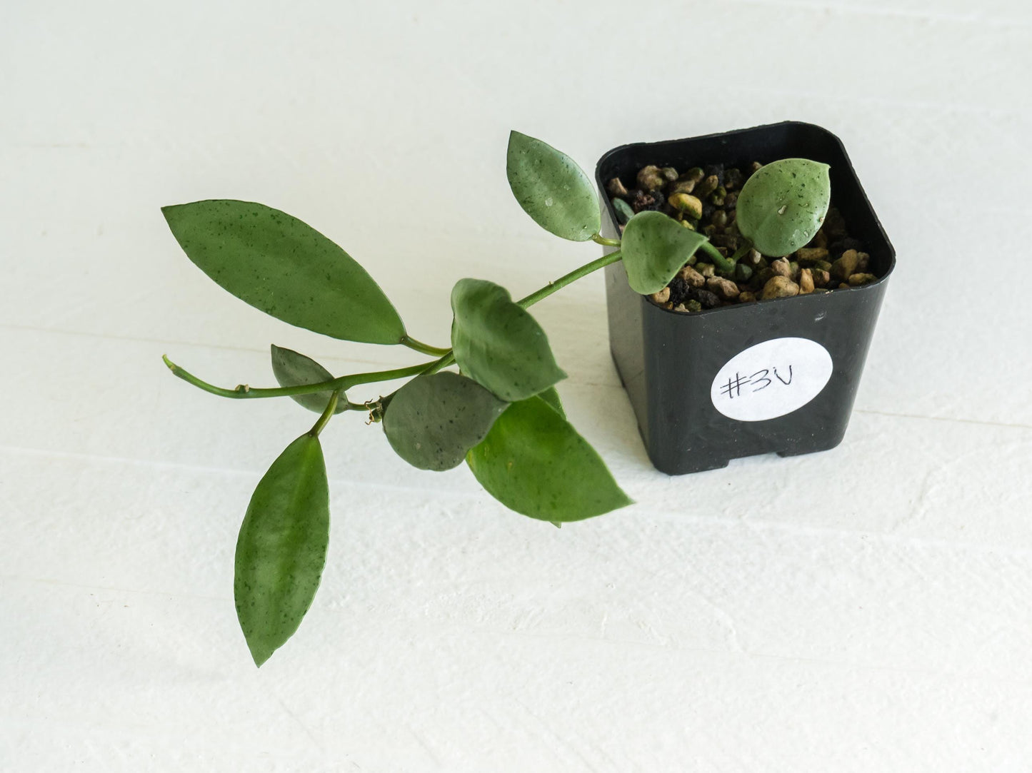 Hoya lacunosa 'Silver Mint Coin' | 2-Inch