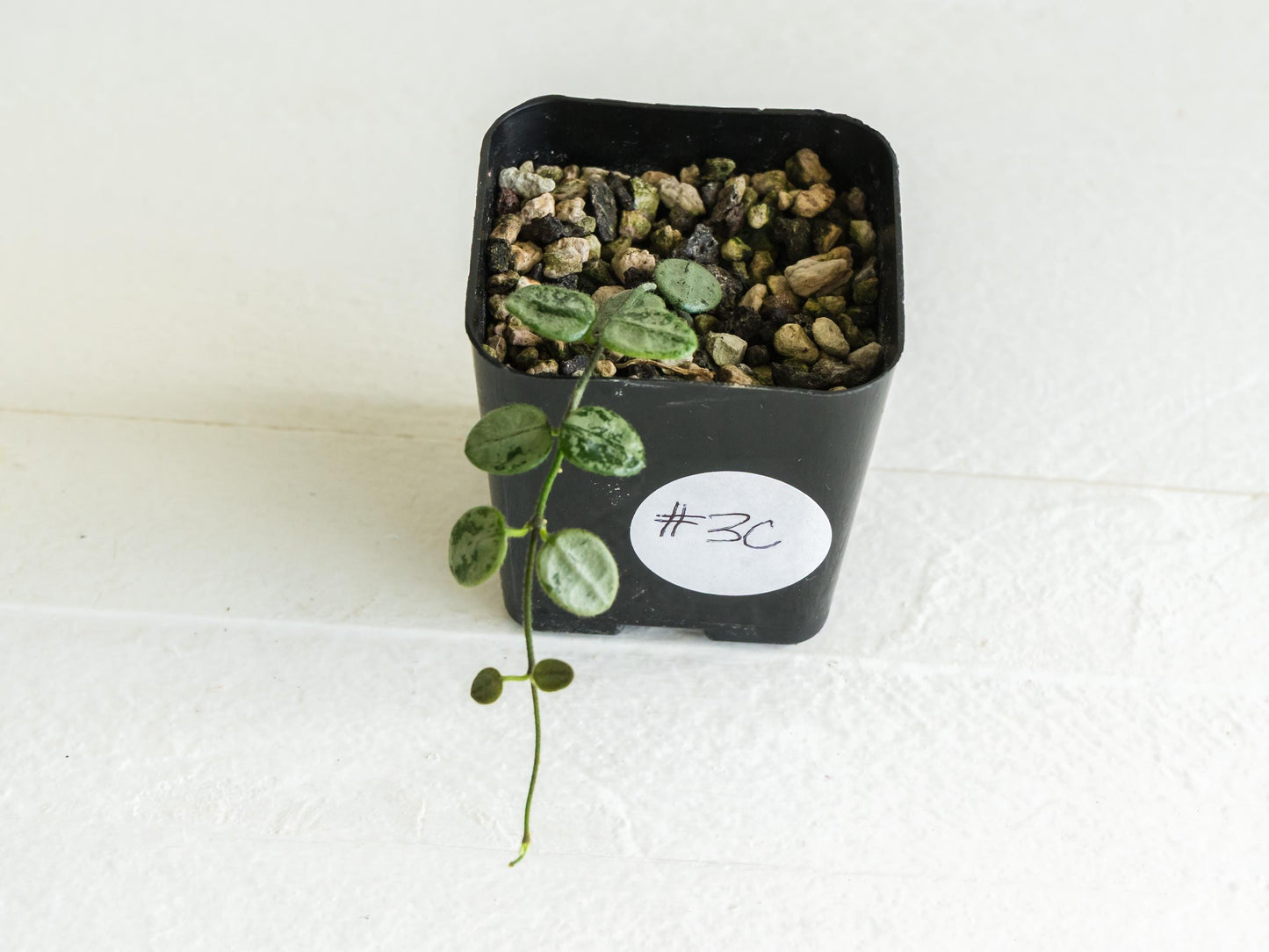 Hoya serpens (Silver) | 2-Inch