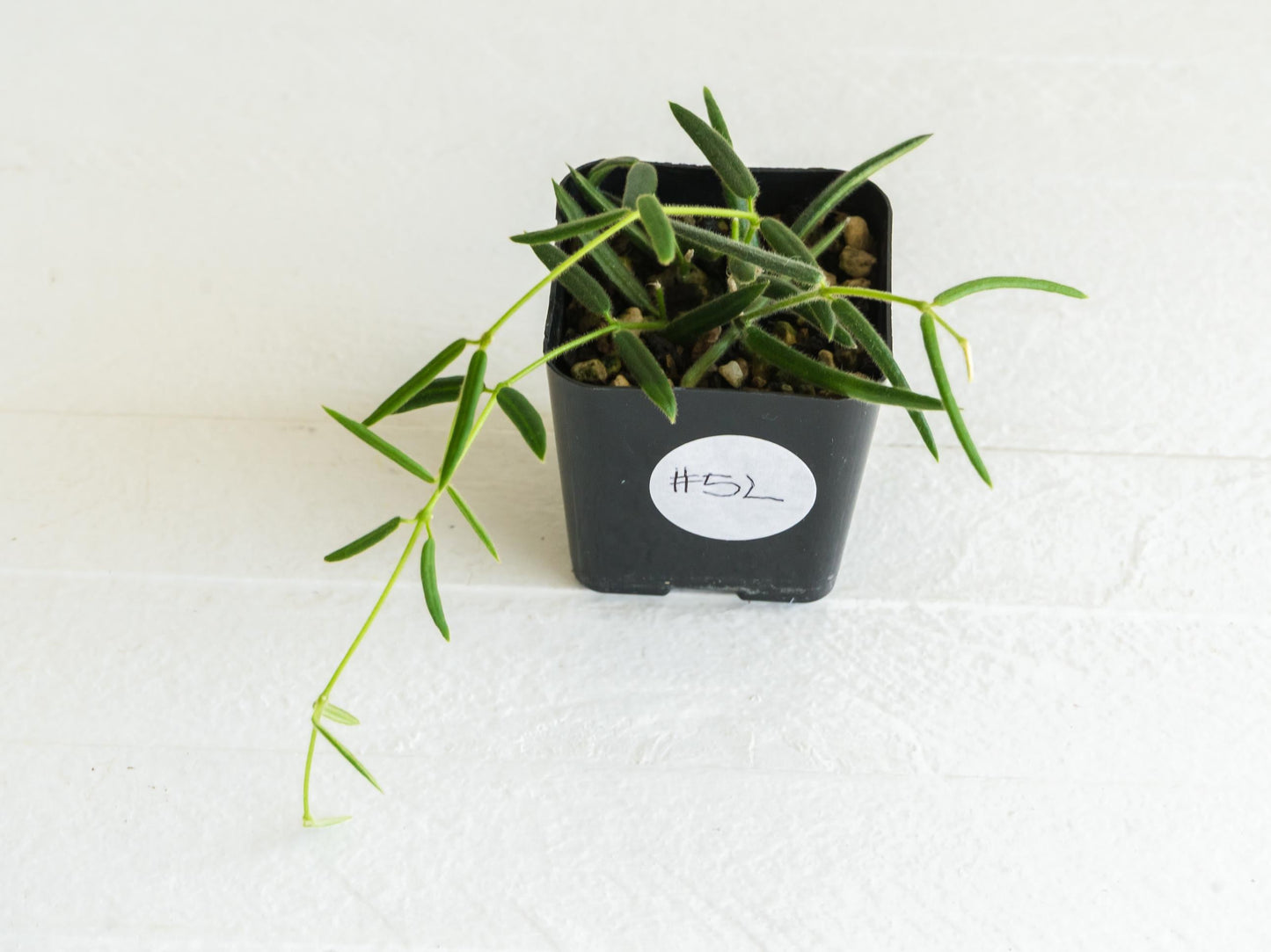 Hoya linearis | 2-Inch