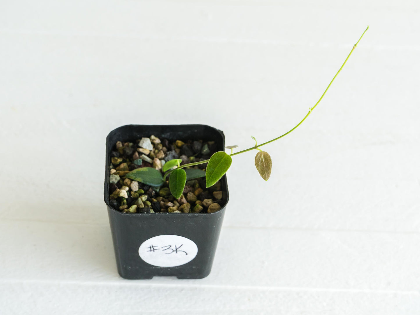 Hoya pulleana IM-02 | 2-Inch
