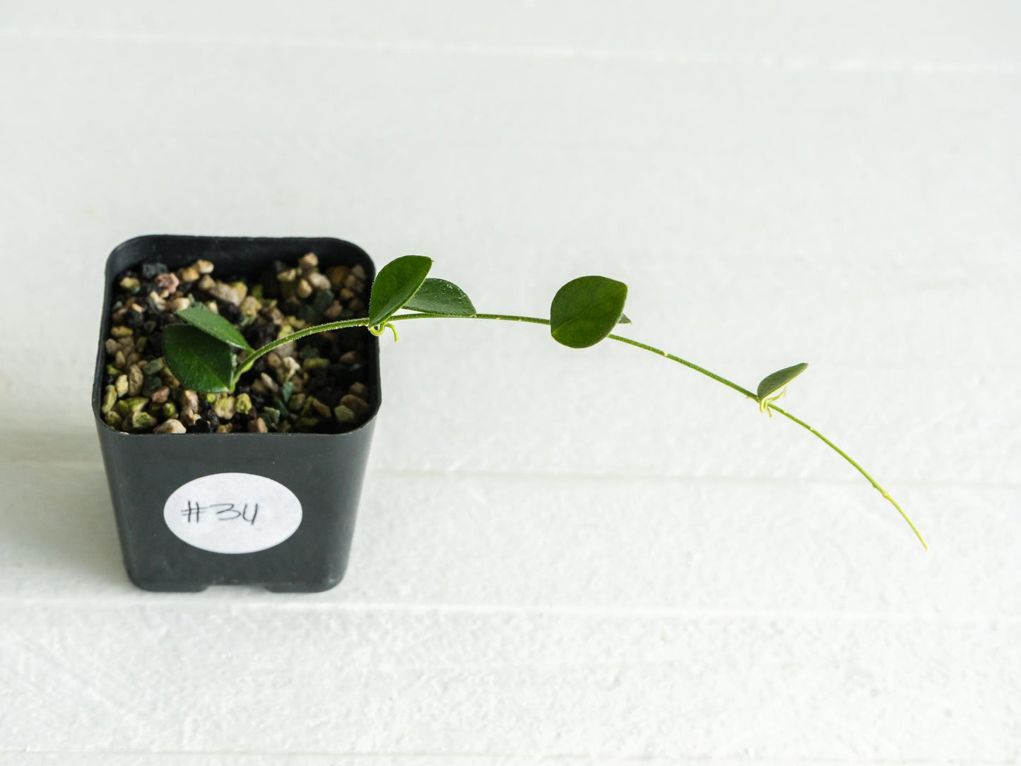 Hoya papua (PNG IM-08) | 2-Inch