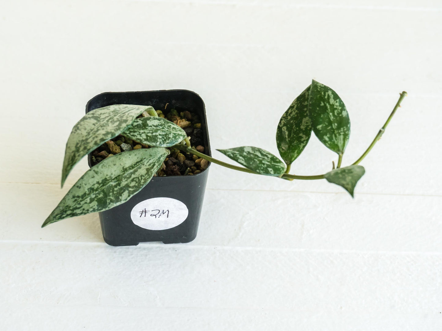 Hoya lacunosa 'Silver Lime' | 2-Inch