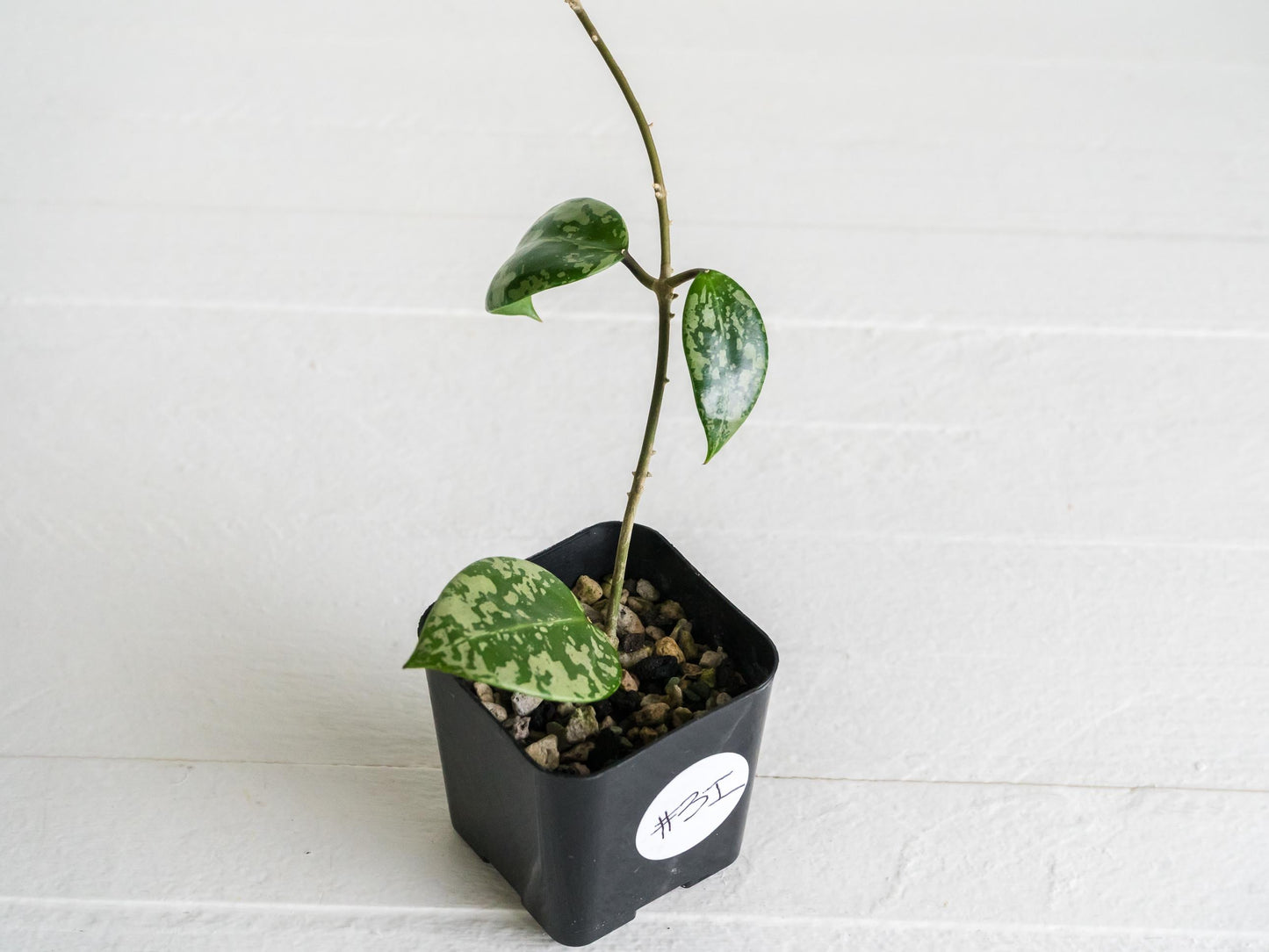 Hoya verticillata (EPC-997) | 2-Inch