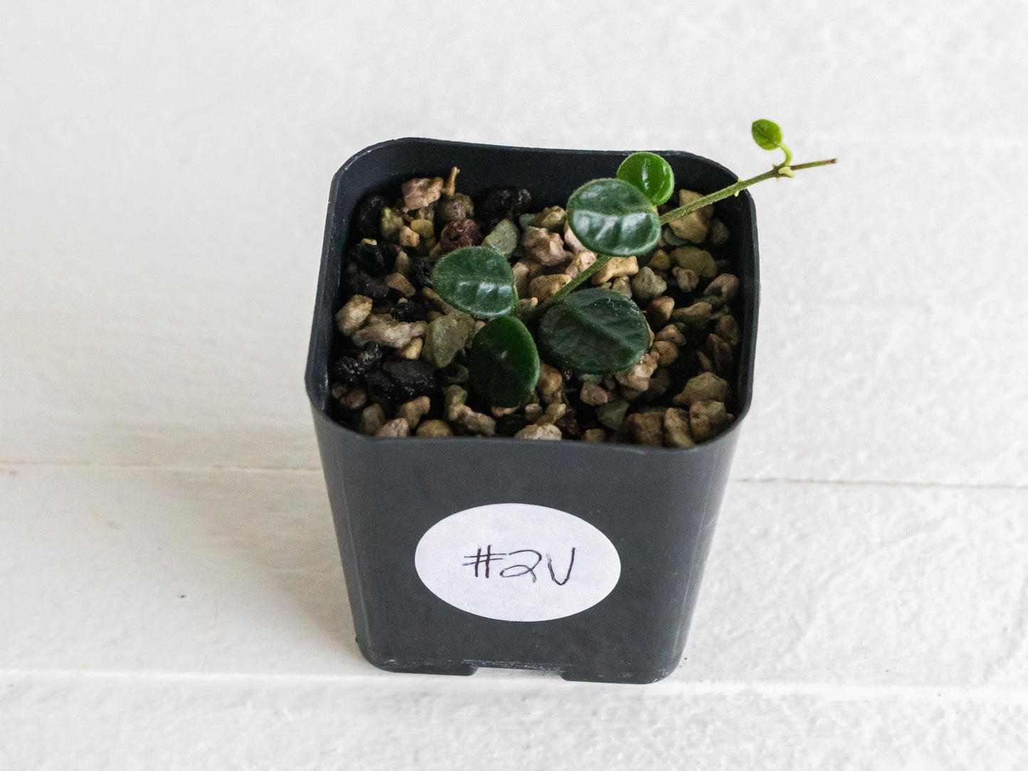 Hoya tengchongensis | 2-Inch