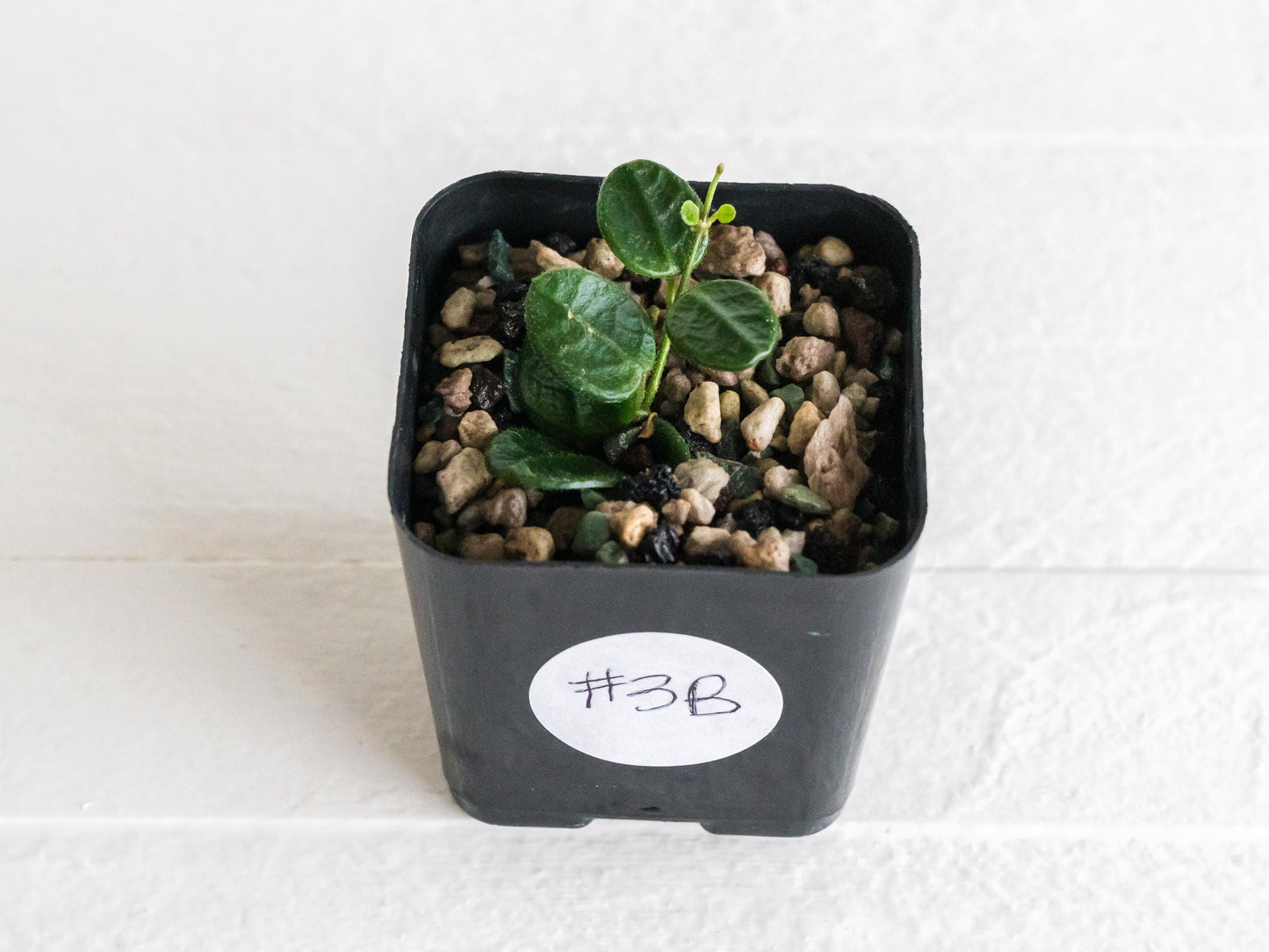 Hoya tengchongensis | 2-Inch