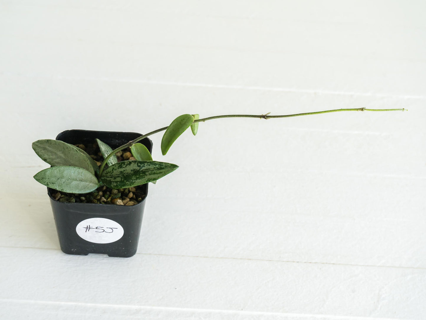 Hoya lima (Silver) | 2-Inch