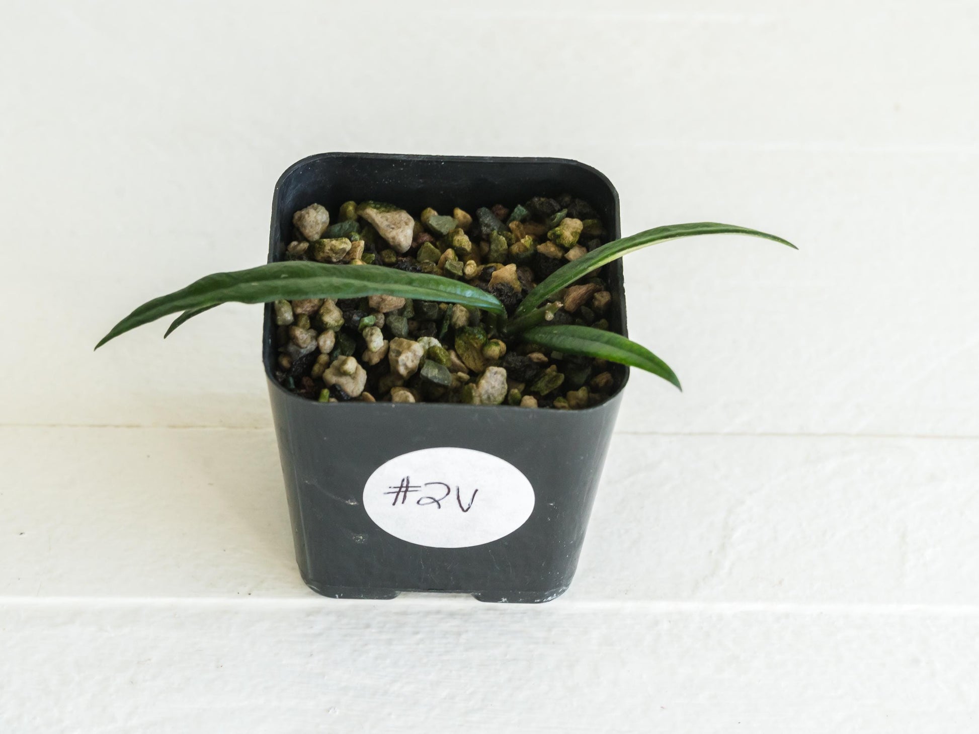 Hoya pauciflora | 2-Inch