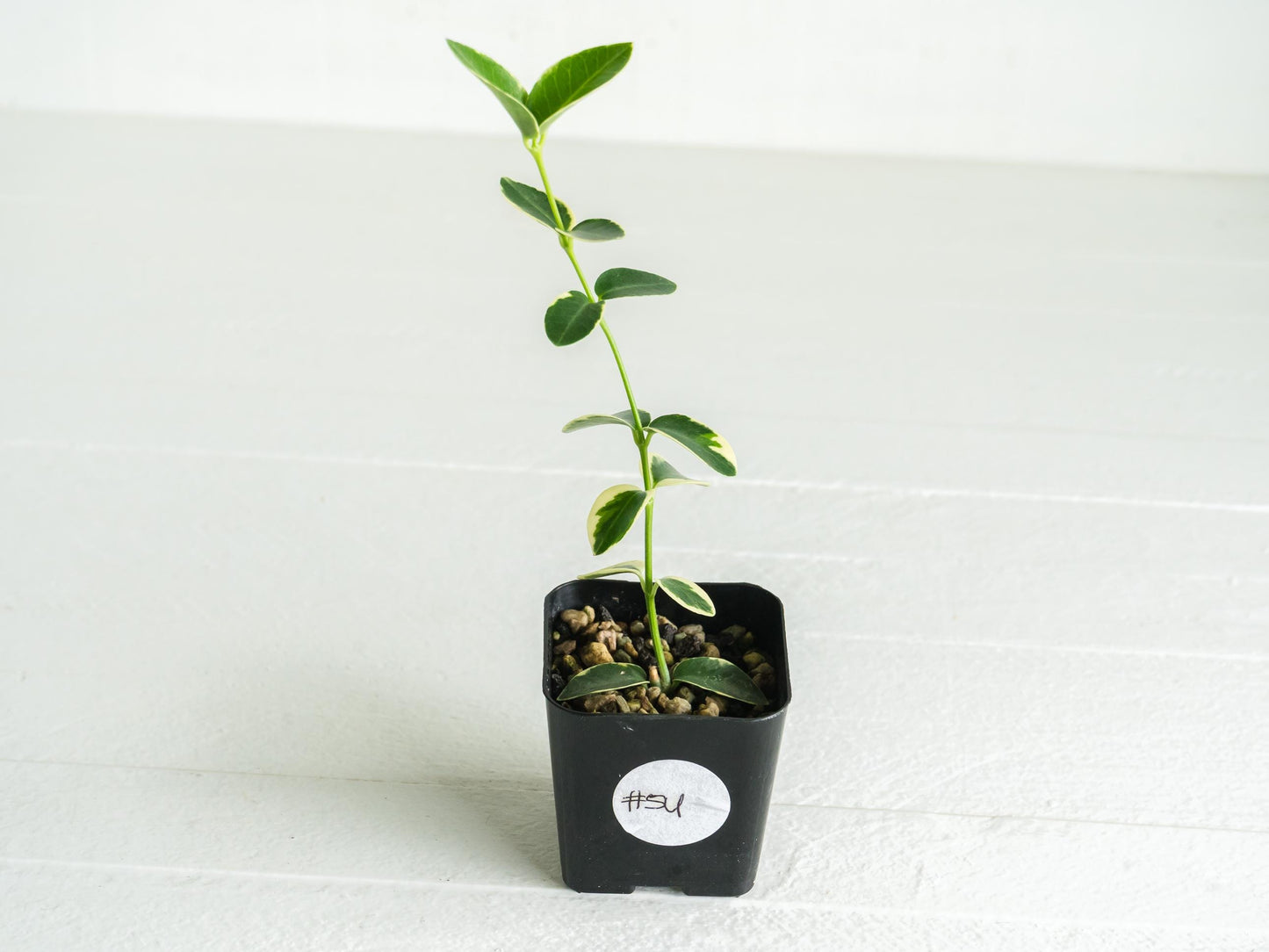 Hoya cumingiana (Albo | Outer Variegated) | 2-Inch