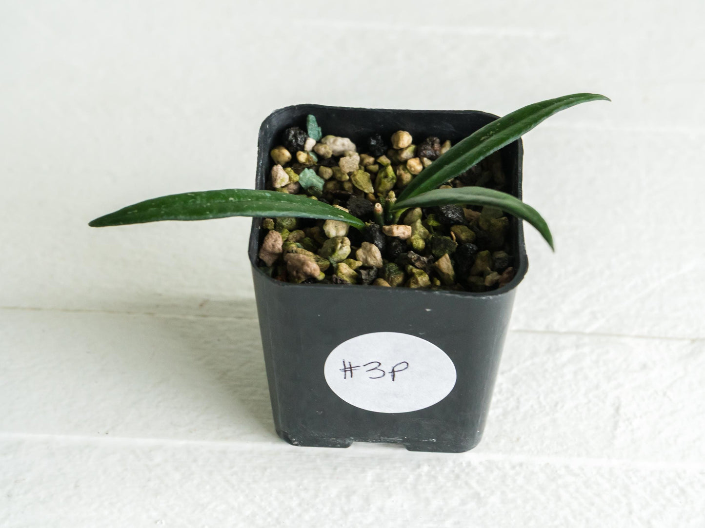 Hoya pauciflora | 2-Inch