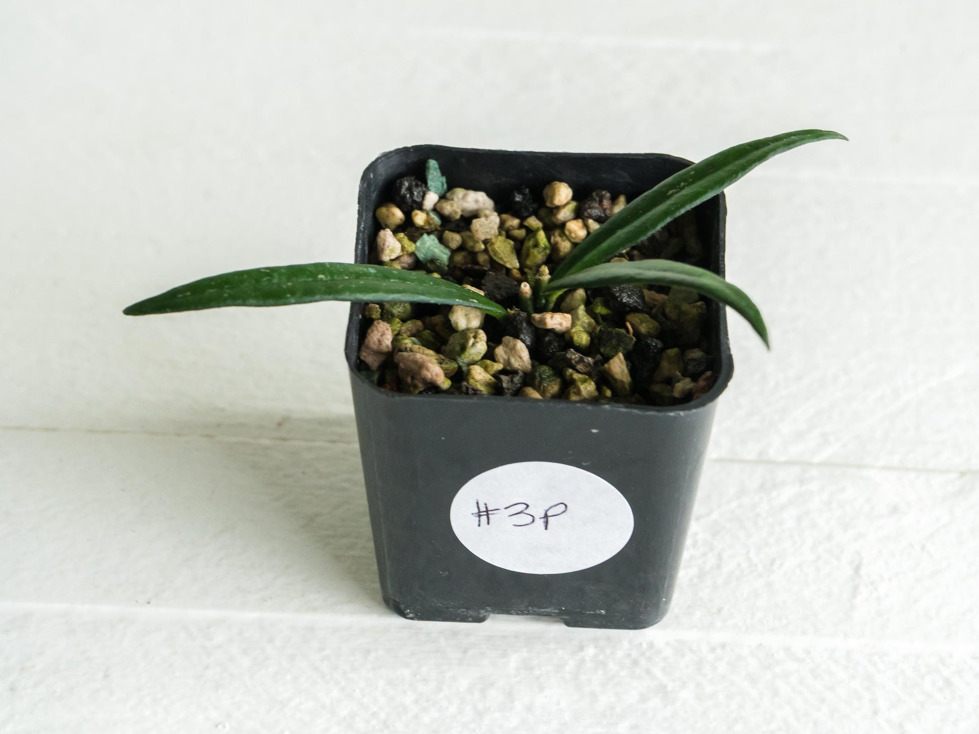 Hoya pauciflora | 2-Inch