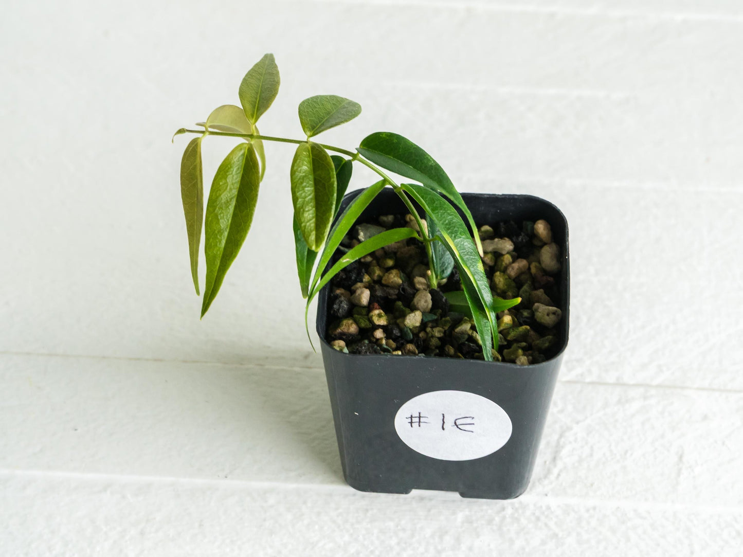 Hoya leucantha | 2-Inch