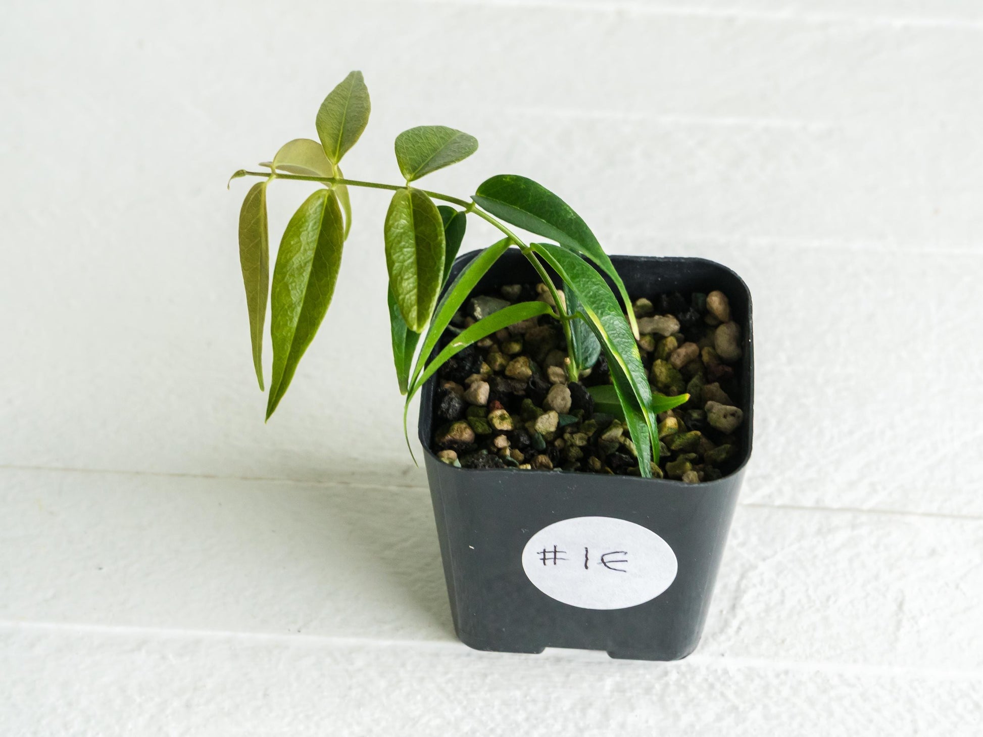 Hoya leucantha | 2-Inch