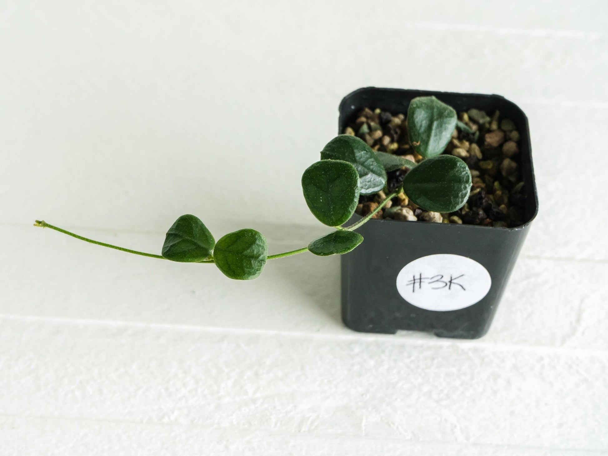 Hoya obcordata | 2-Inch