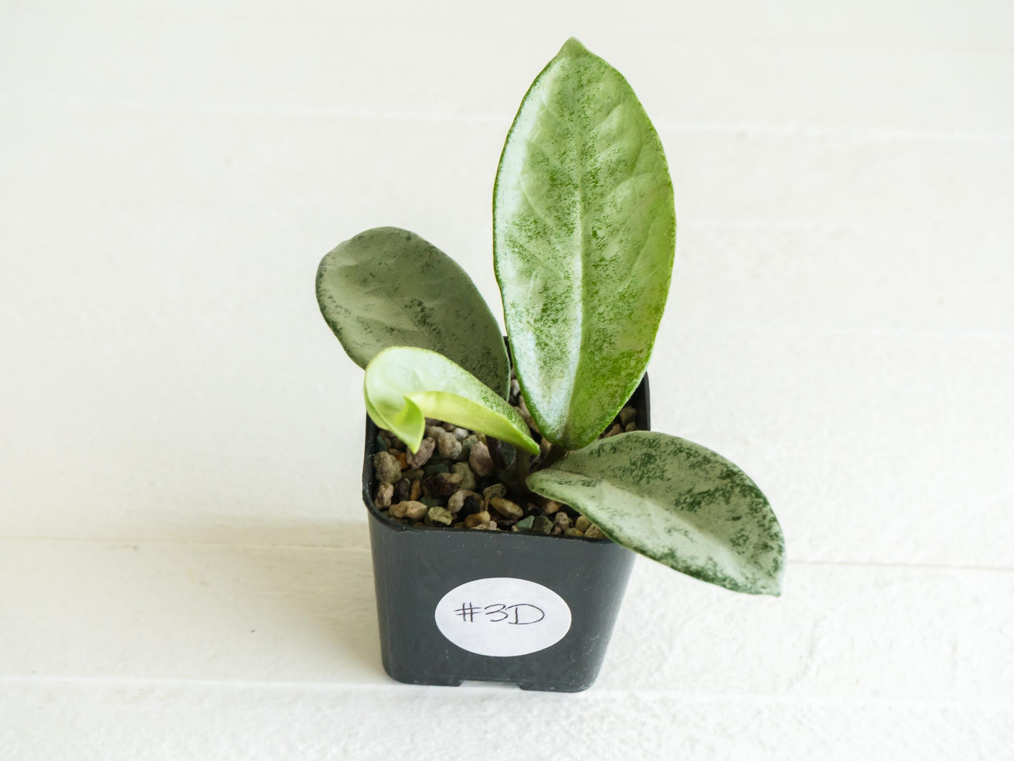 Hoya carnosa 'Nova Ghost' | 2-Inch
