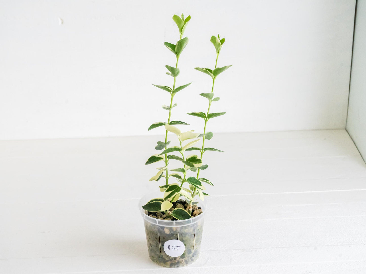 Hoya cumingiana (Albo | Outer Variegated) | 3-Inch